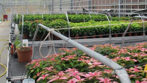 Le plan de résilience du gouvernement annoncé mercredi 16 mars 2022 par Jean Castex comprend des volets qui vont concerner l’horticulture, en particulier du côté des énergies. ©P.Fayolle